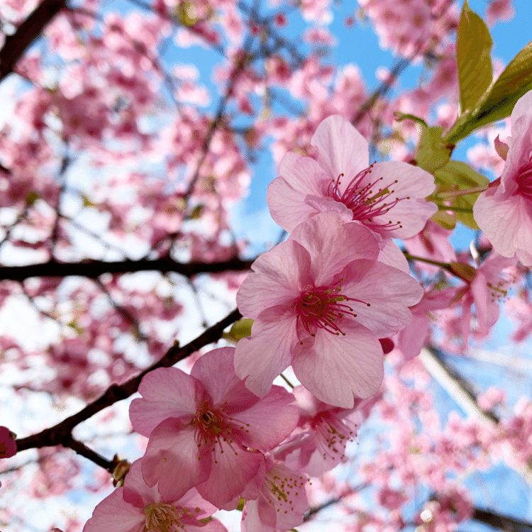 青空に溶ける桜


#桜 #早咲き #写真 #青空