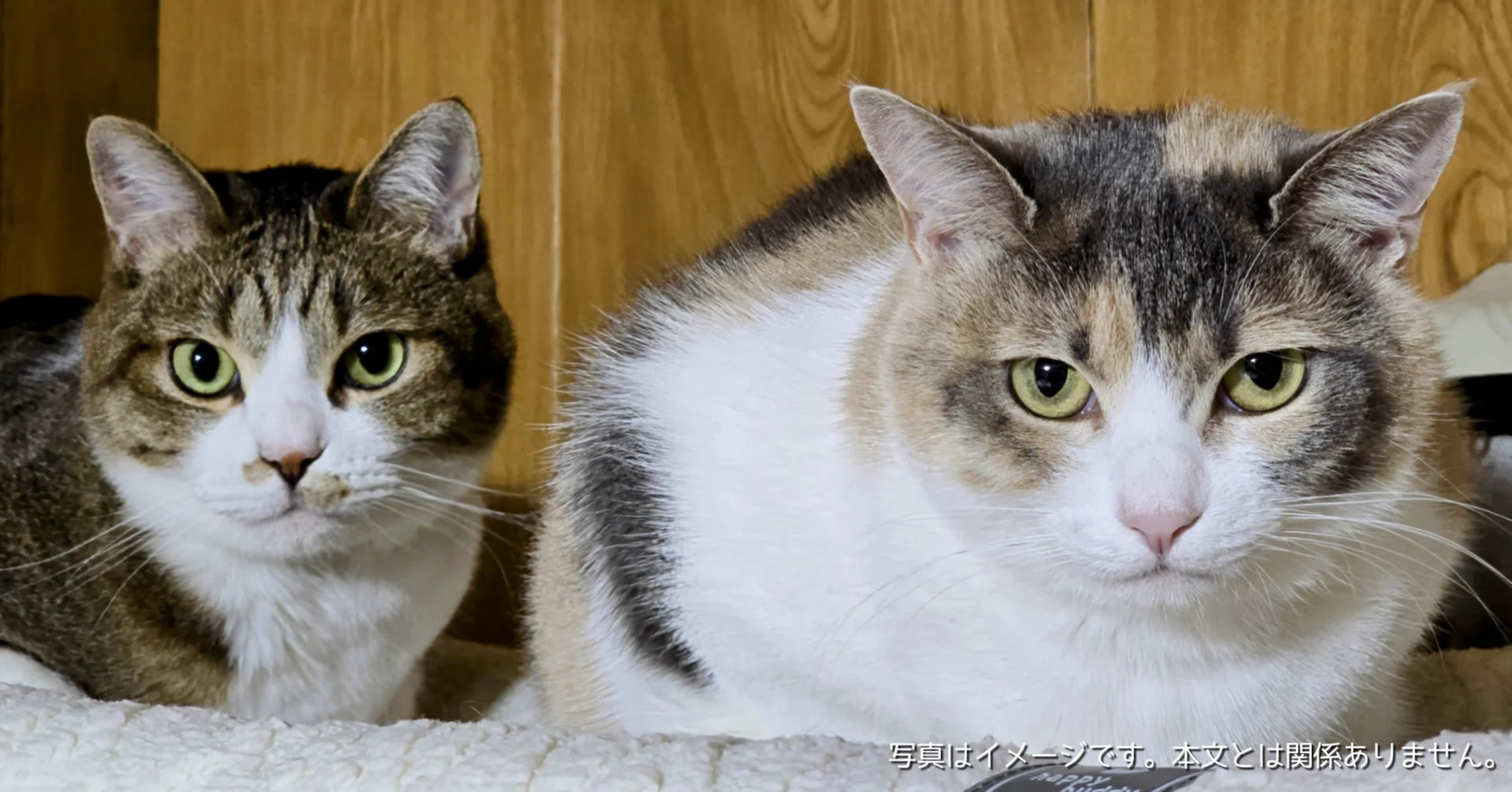 HHOLOVEはどこの国？全自動猫トイレ│多頭飼い対応 大容量 遠隔操作