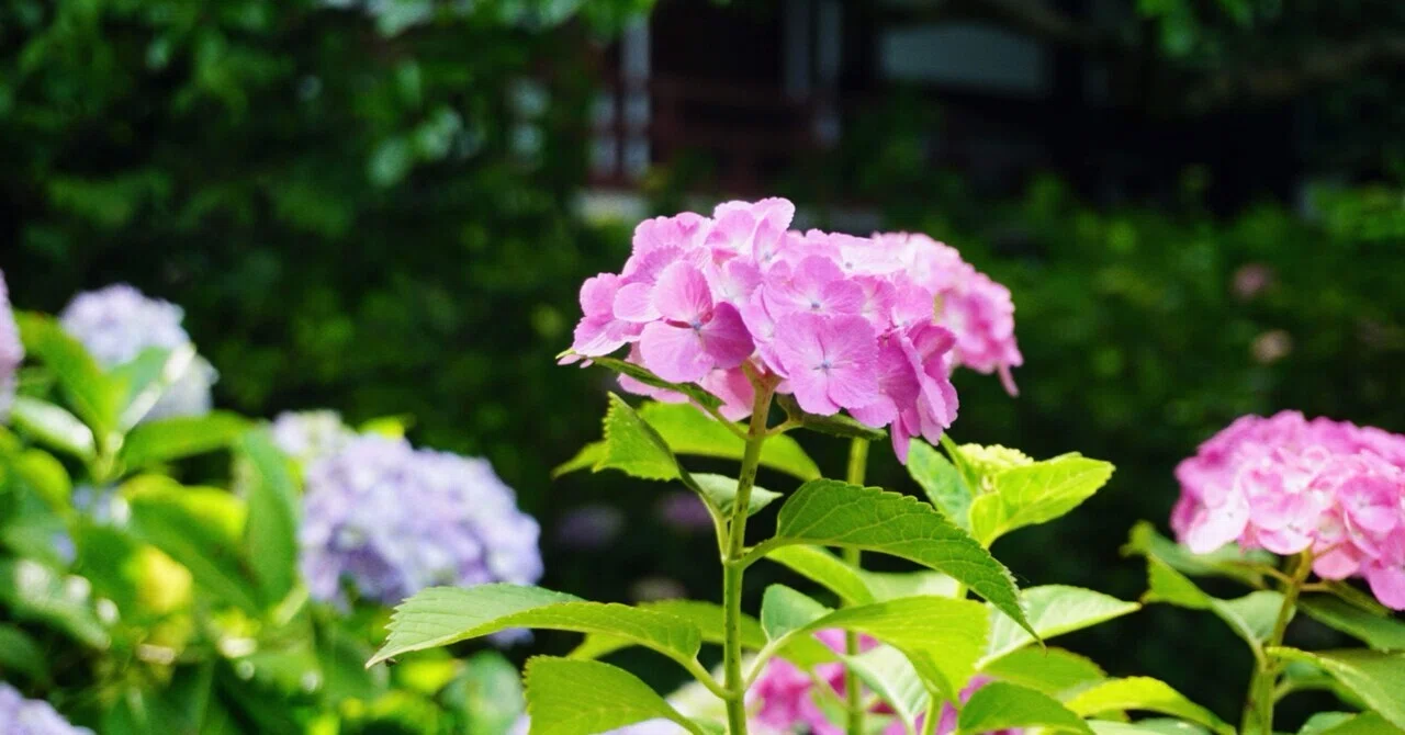 この季節だけの、紫陽花、道端スナップ｜misaki｜散歩日和