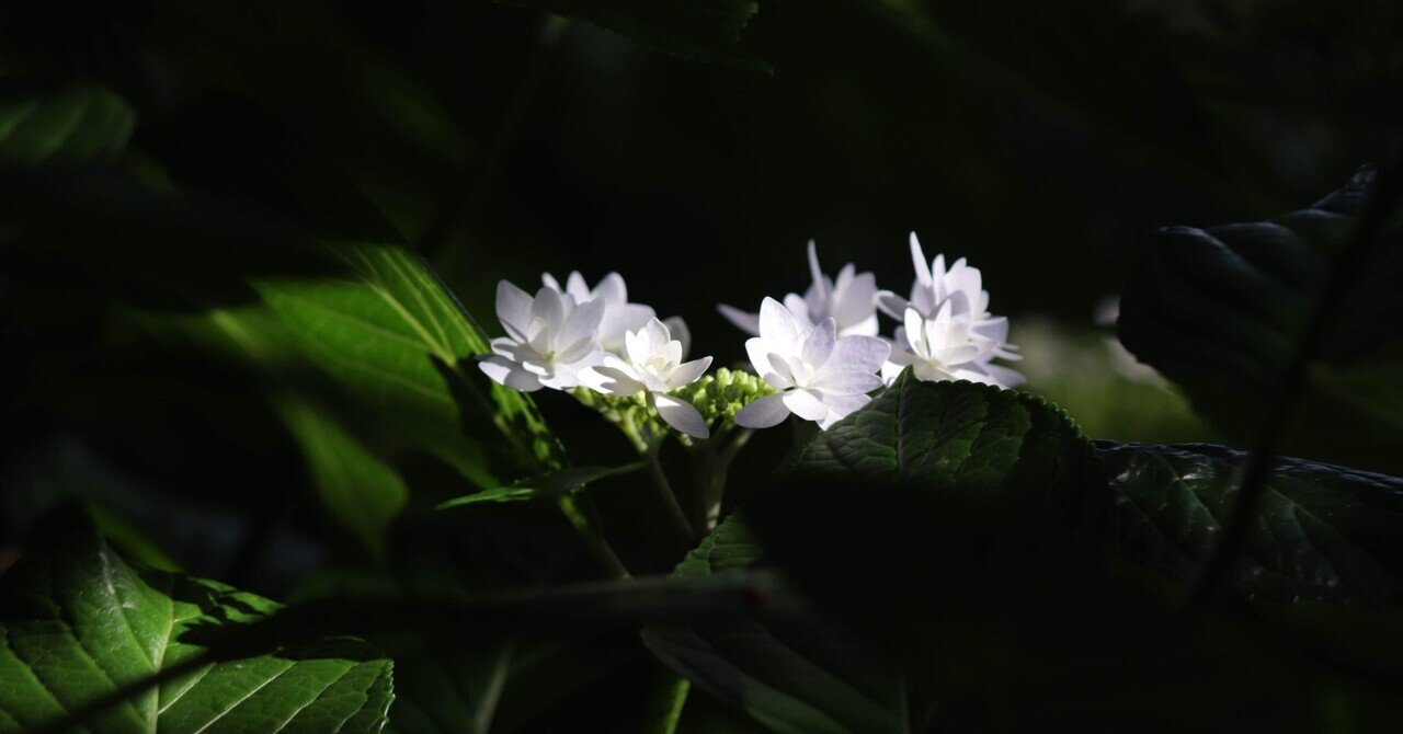 ヤトッチ　紫陽花の花びら backend=imagemagick;version=1;