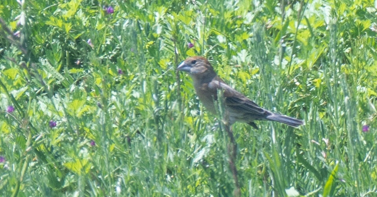 夜光貝　(雪桜様。お取引き中)　『月にウサギ:プルメリア:イルカ』ペンダント。 4K】マクセル アクアパーク品川「NAKED SAKURA AQUARIUM