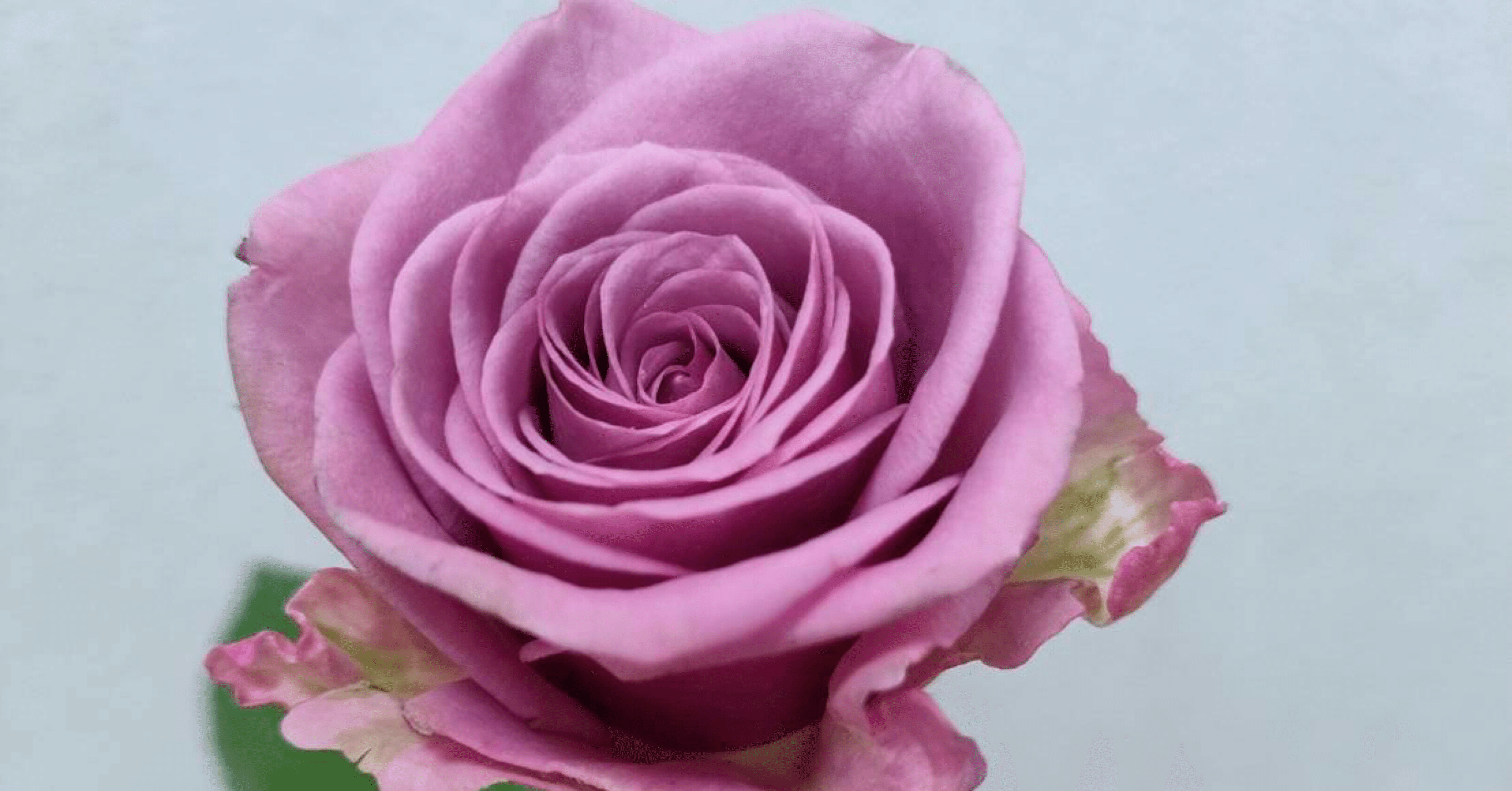 アクリルのバラ 紫とピンク 6aa38494ff7e78f1e561fa7a44e9fc