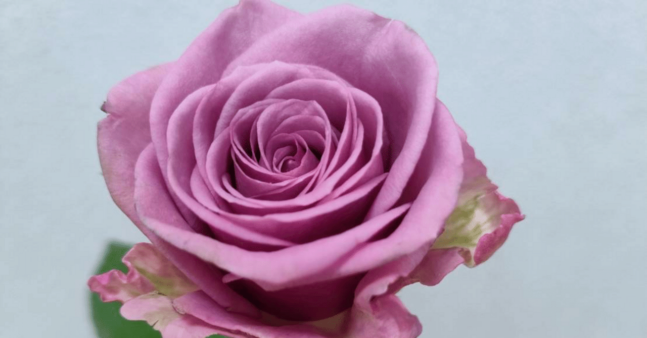 バラ クールウォーター｜seren1023