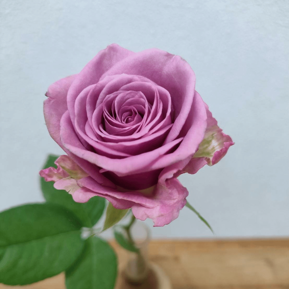 バラ クールウォーター｜seren1023