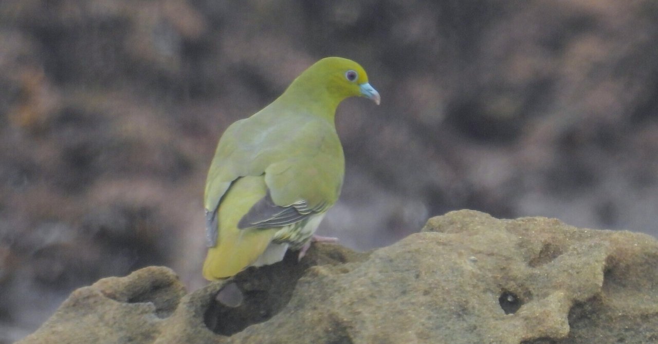6月中旬の照ヶ崎海岸(神奈川県)、探鳥散歩｜a little bird told