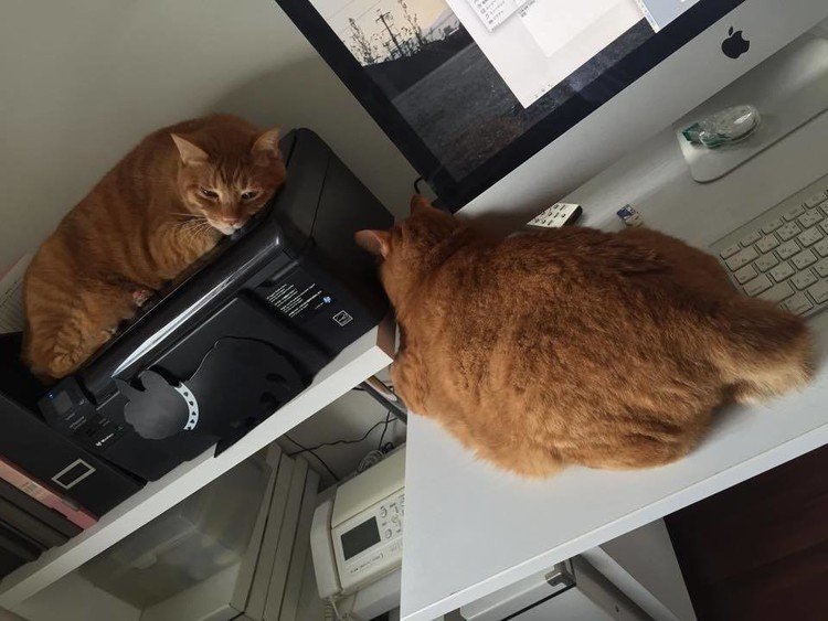 家で仕事をするママの前にはだいたいパソコンとプリンタそして猫2匹が揃っているそうです。ちなみに、猫は大きめ（約6kg）サイズです。