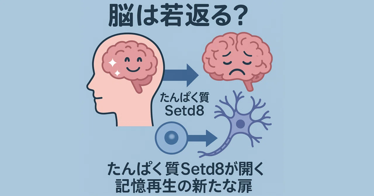 🧠「脳は若返る？」──たんぱく質Setd8が開く記憶再生の新たな扉