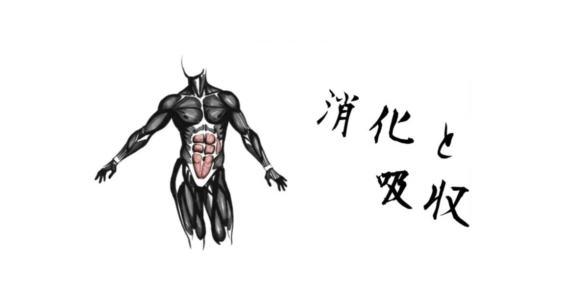 消化と吸収の基本プロセス|器官別×栄養別に紐解く消化吸収の全体像|岡田徳鑑