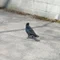 *↓aki↓*|メンタル休養中
