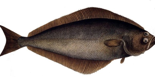 魚の骨格標本 その39 ハコフグの仲間｜いぞらど