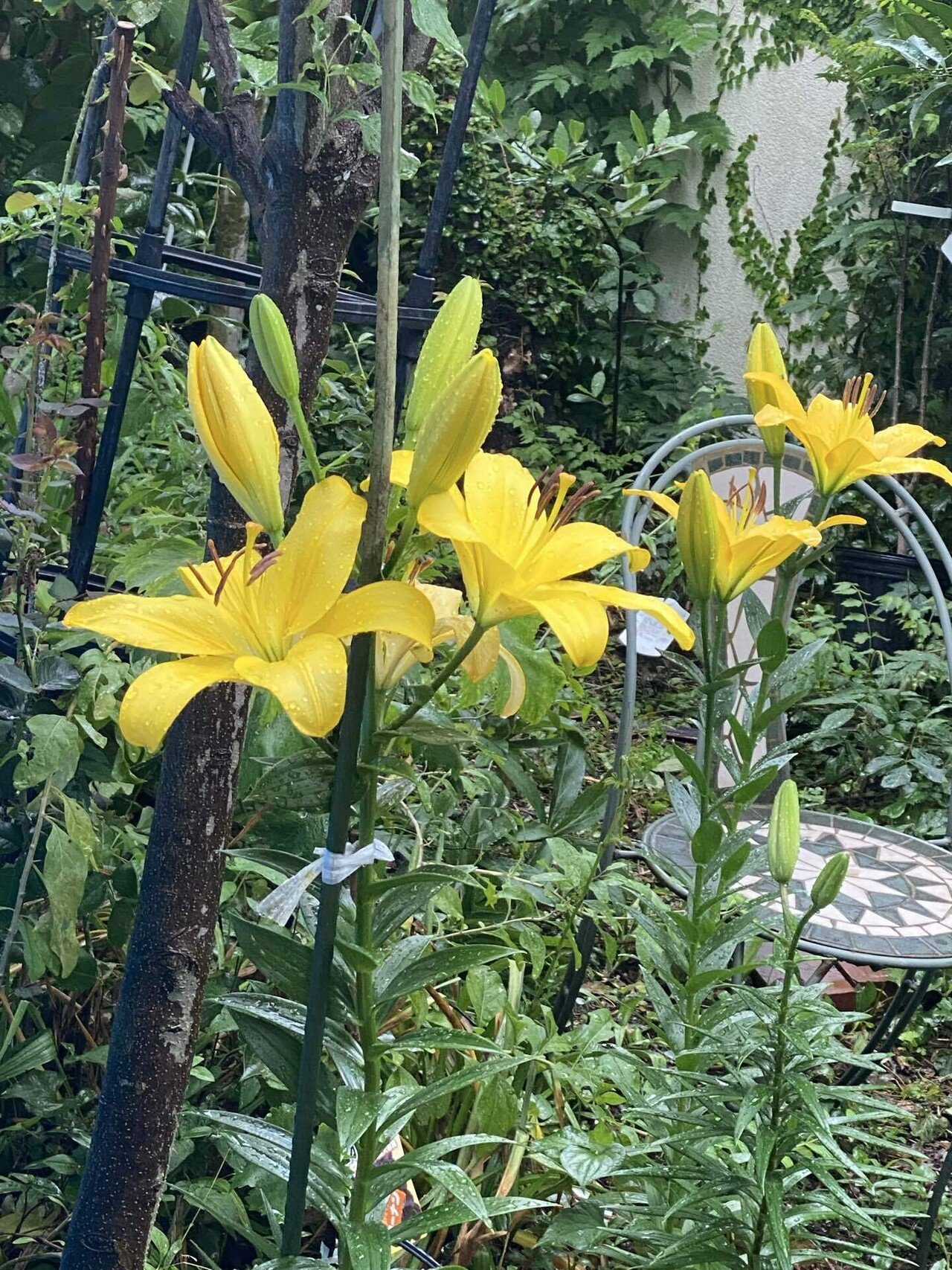 百合三種開花｜ぽみえ書房