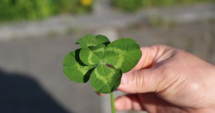 四葉のクローバー」の人気タグ記事一覧｜note ――つくる