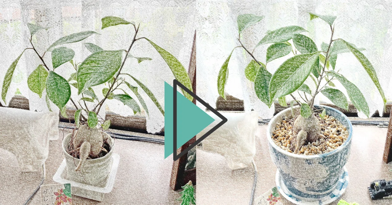 ガジュマル初心者の植え替え【後編】｜がじゅまる