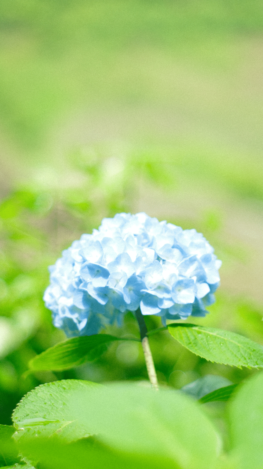 All flowers⭐️新品レア含む6枚set⭐️ラベンダー　カモミール　紫陽花 ﾗﾍﾞﾝﾀﾞｰﾌﾞｯｼｭS: 造花（アーティフィシャルフラワー） ｜ YDM