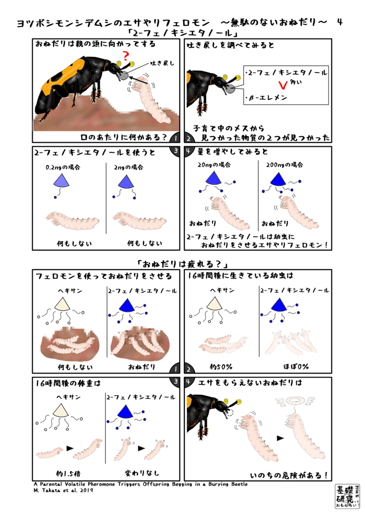 ヨツボシモンシデムシのエサやりフェロモン イラスト かわいせーざん 基礎研究っておもしろい 生物編 Note ヨツボシモンシデムシのエサやりフェロモン イラスト かわいせーざん 基礎研究っておもしろい 生物編 Note
