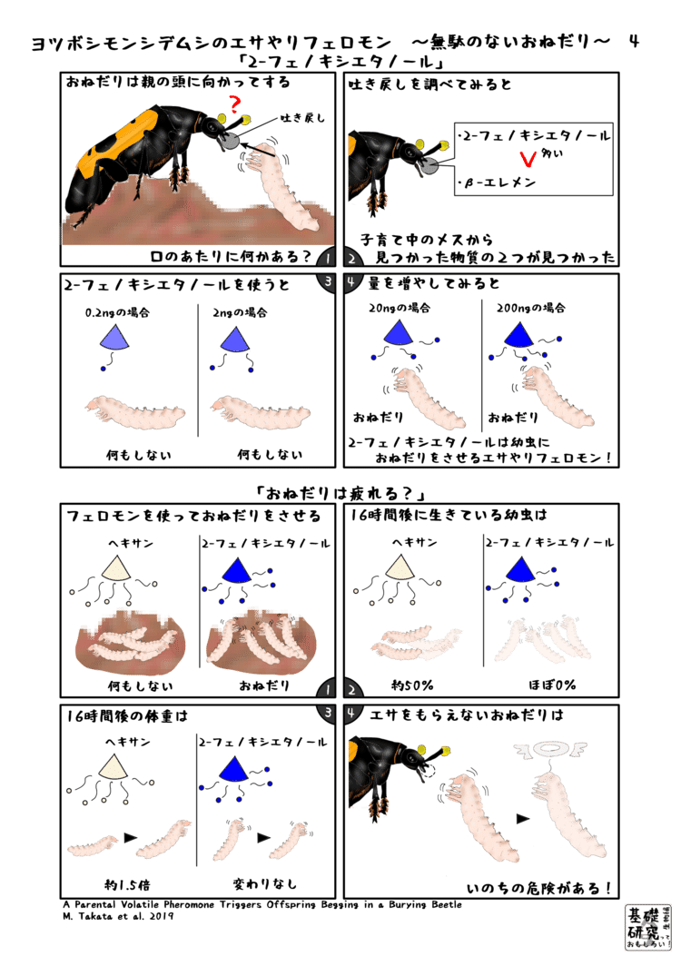 ヨツボシモンシデムシのエサやりフェロモン イラスト かわいせーざん 基礎研究っておもしろい 生物編 Note