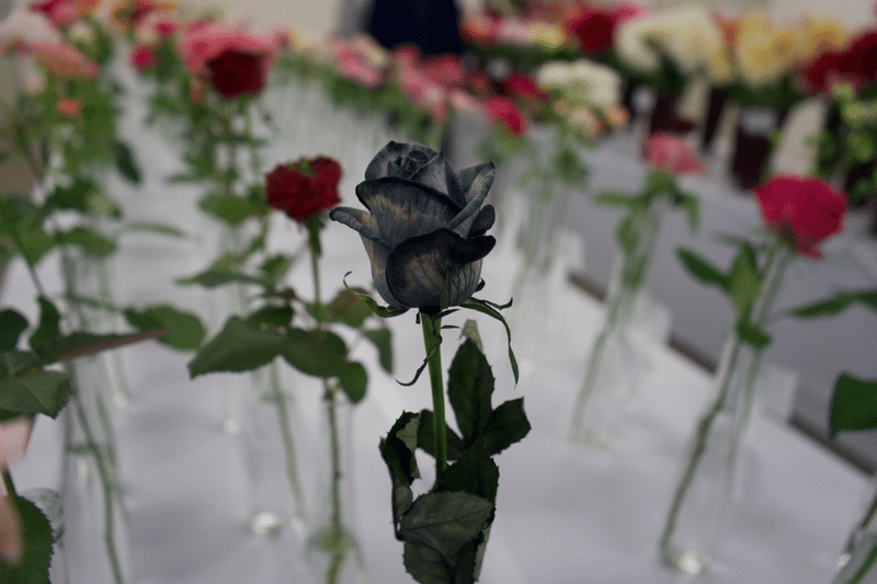 黒い薔薇に出会う Musashi 農業冒険記 Note 黒い薔薇に出会う Musashi 農業冒険記 Note
