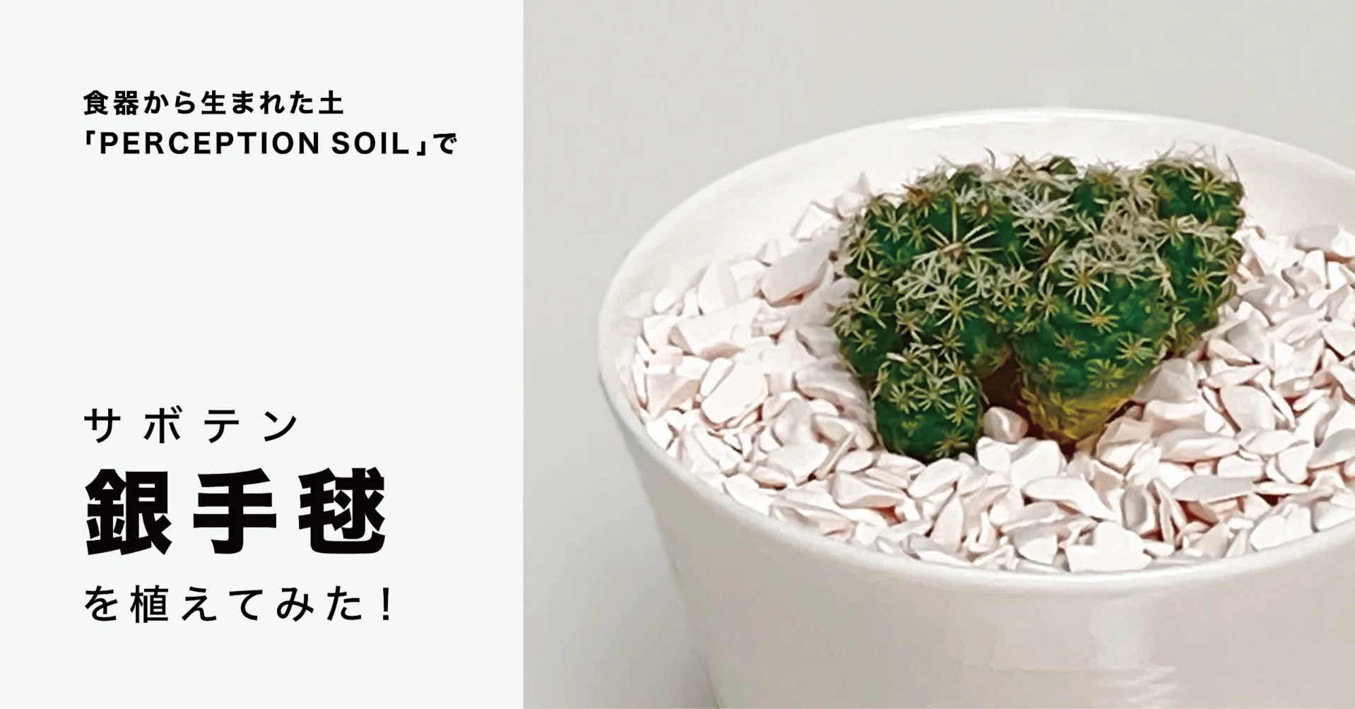 銀手毬（ぎんてまり）🌵を「食器からできた土」に植えてみた