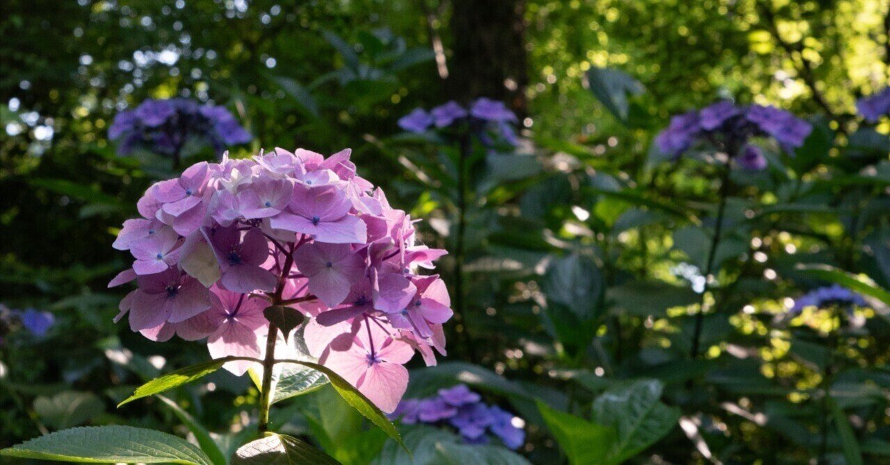 【東京】紫陽花と様々な植物〜水生植物園〜