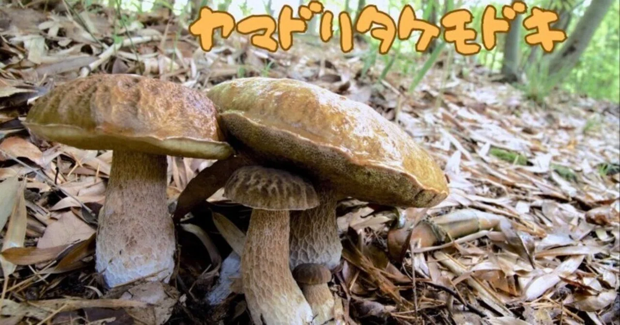 ポルチーニは公園で｜ゆたし