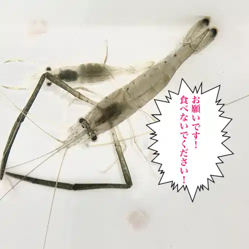 やまぐち監督　アベック被害対策センター@文学フリマ東京43 元下級国民の会