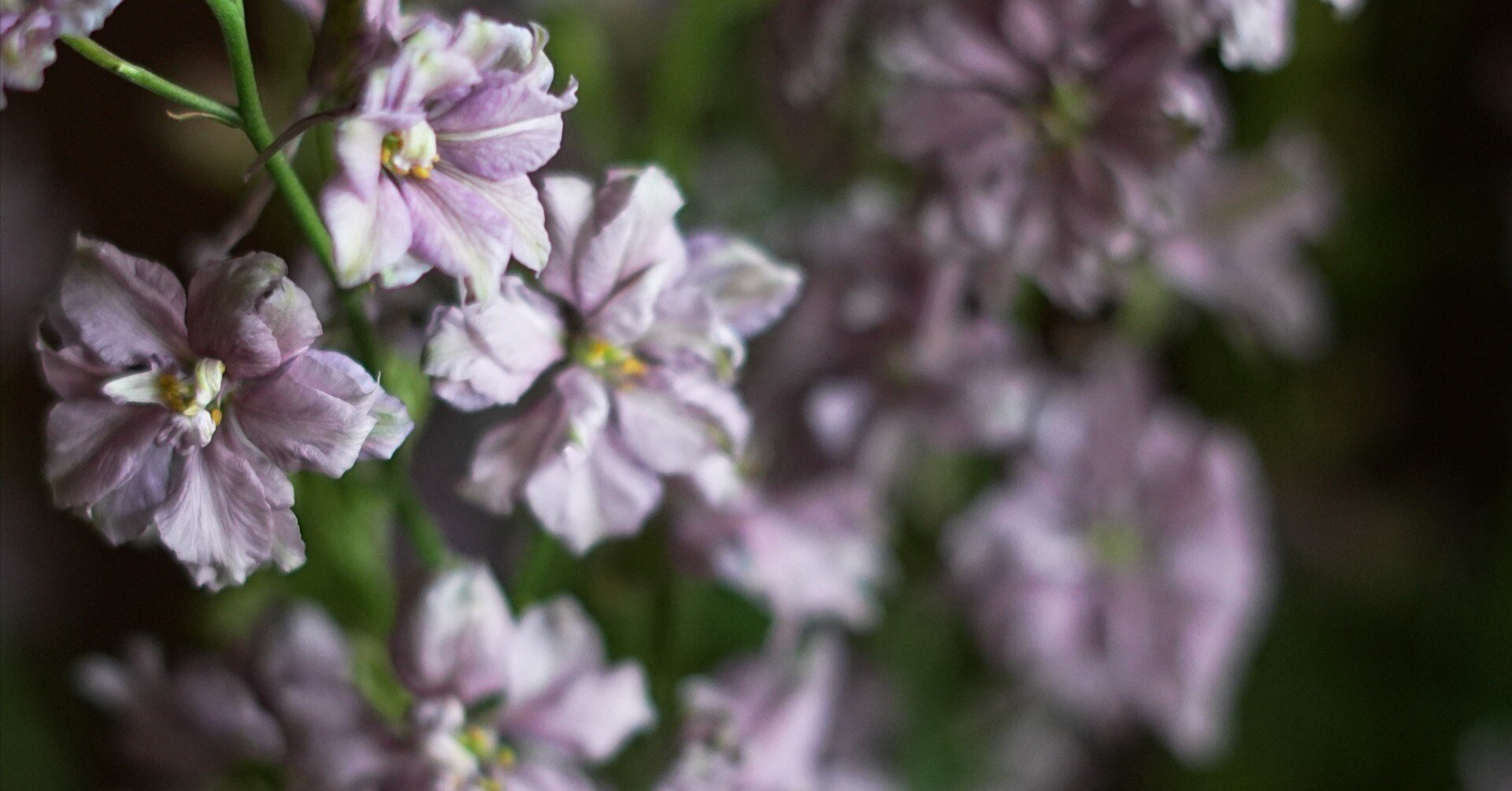 今日の花 ラクスパー ミスティーラベンダー｜花屋のラフ