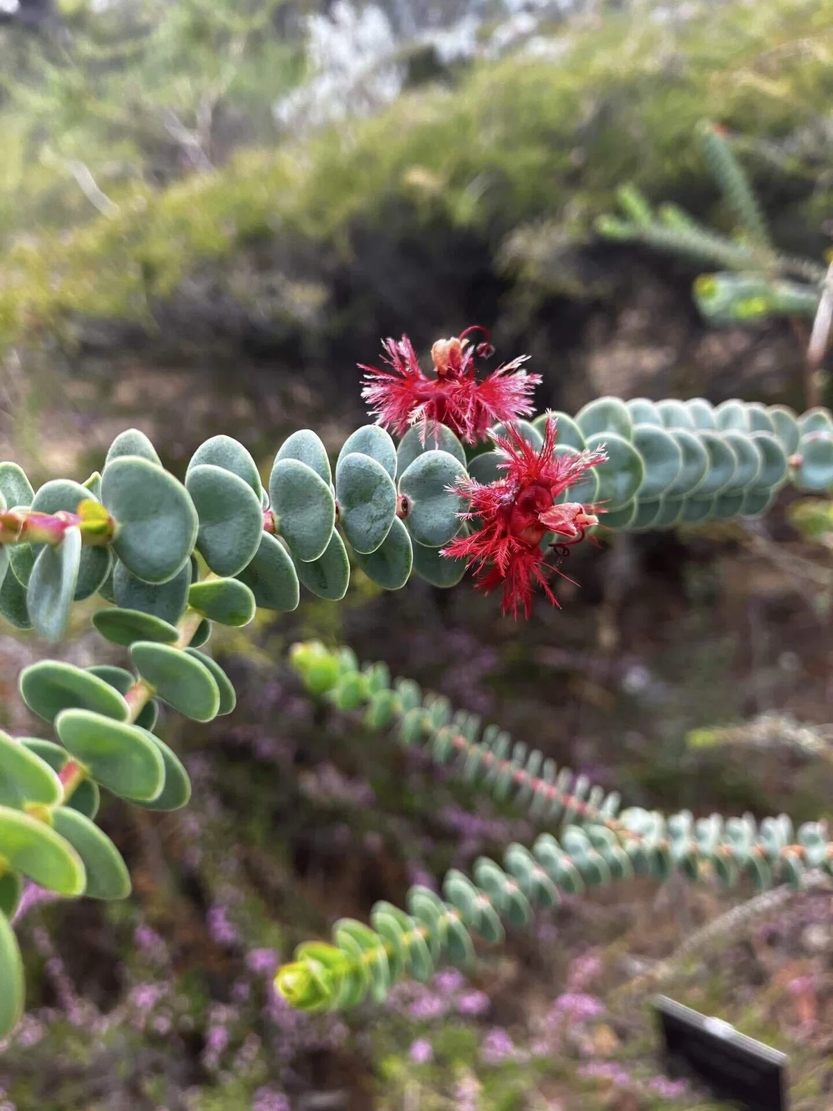 Australia Study Abroad Diary #10: Parks｜Mio