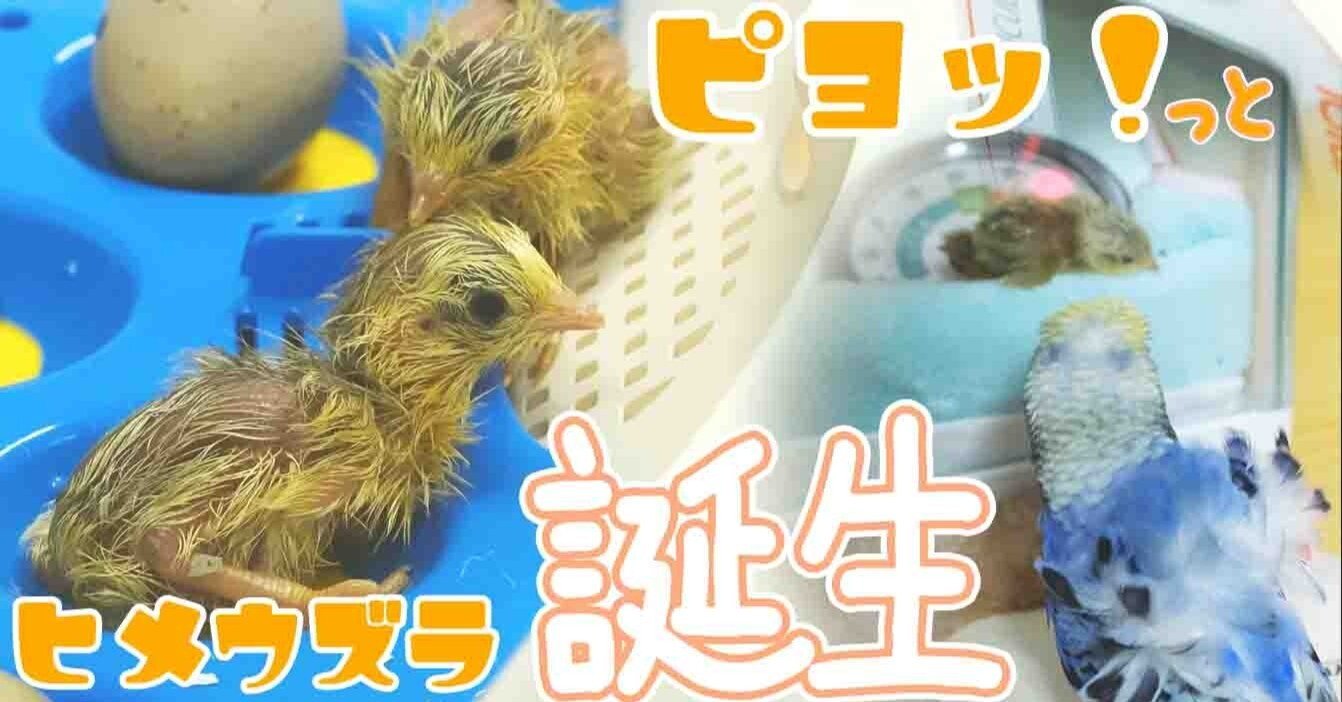 小さな命が生まれる瞬間 〜ヒメウズラの誕生記録〜孵卵器「リトルママ