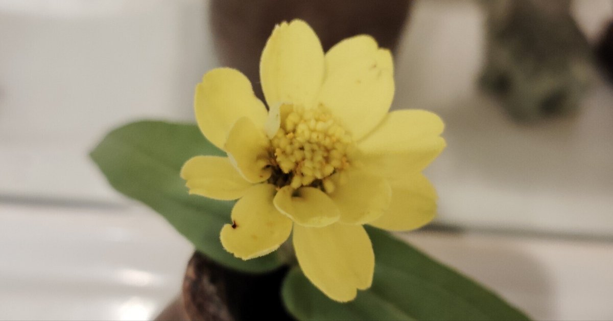 クリスマス特集2025 2025.6.13 CLASSICA｜ぱせり NATURA フィルムカメラ