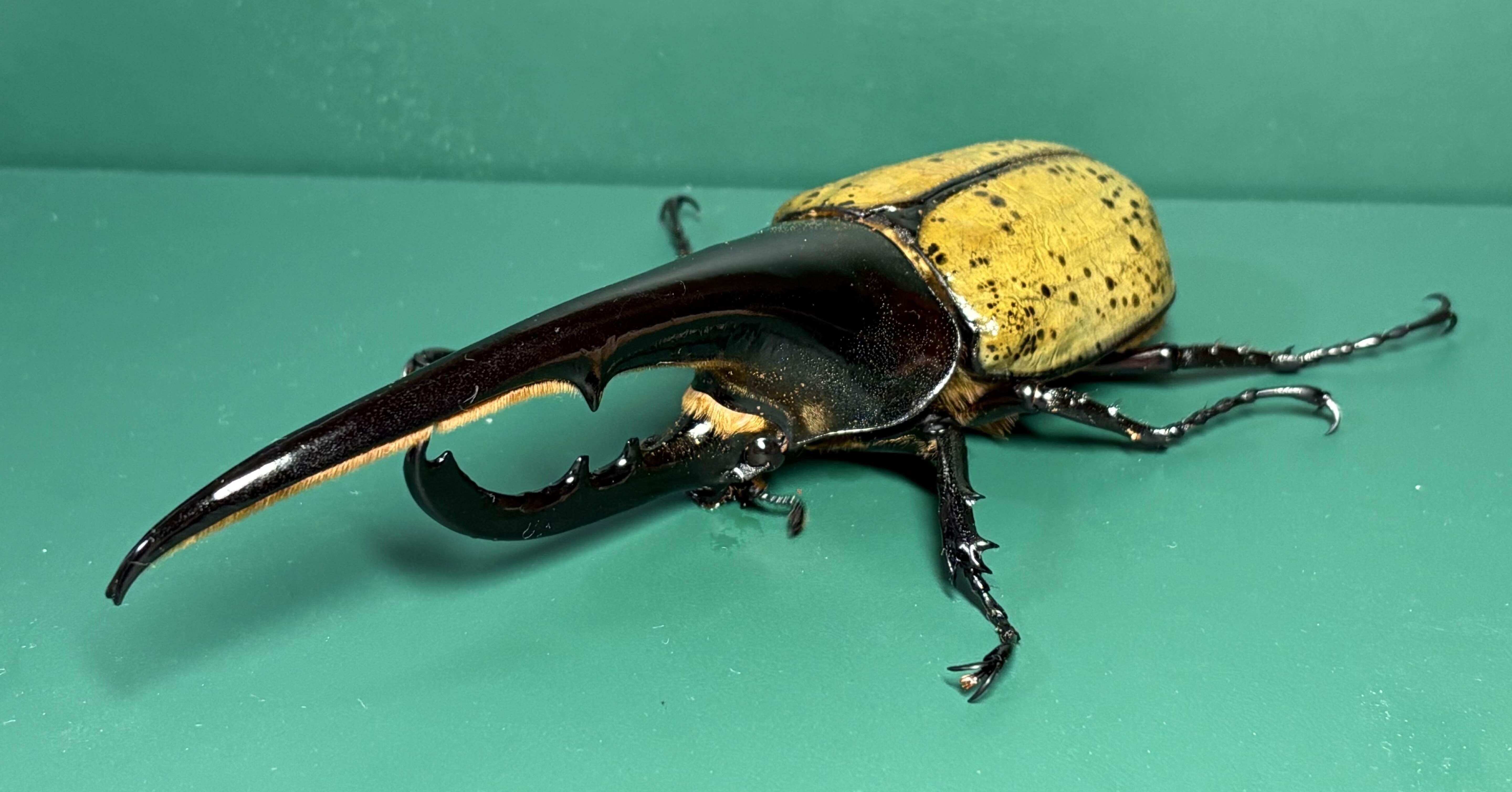 b9336c390ea3fafb40aa1b49f40362