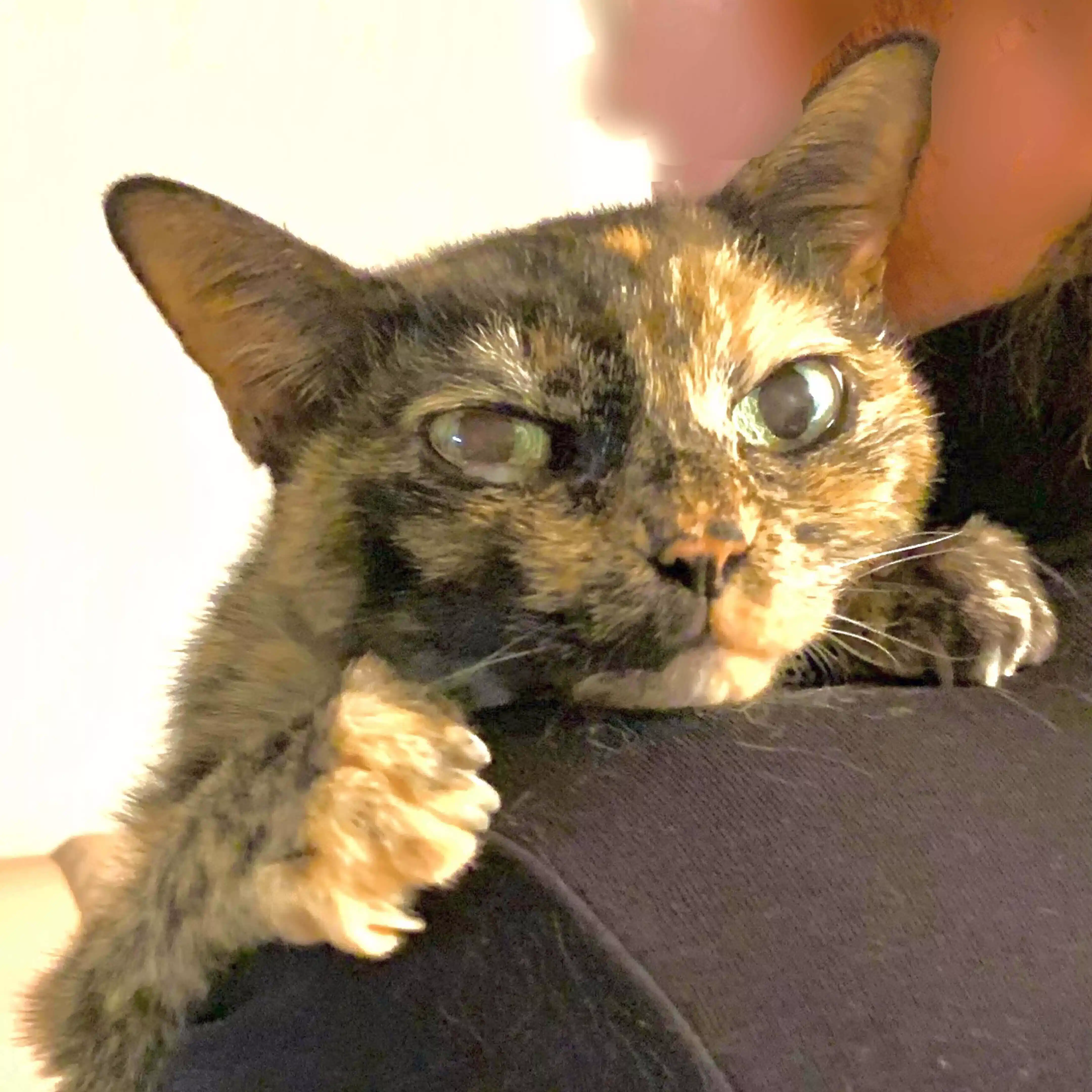 はなゆずもふにゃん猫の終活コンシェルジュ✨