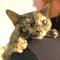 はなゆずもふにゃん猫の終活コンシェルジュ✨