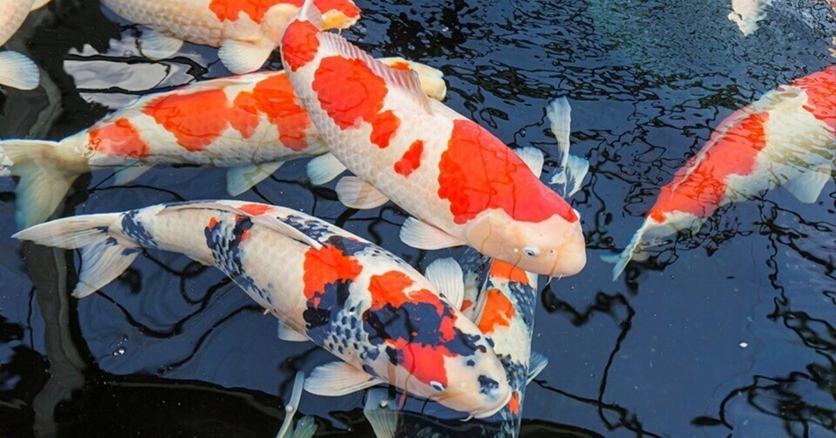 がま鯉 63 (21尺) 希少 がま鯉 63 (21尺) 希少 がま鯉 63 (21尺) 希少