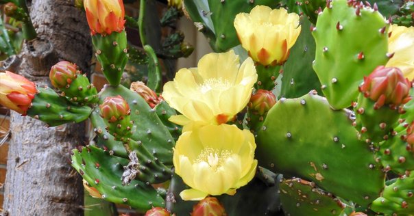 花サボテン 孔雀サボテンを挿し芽して育てて初めて、今年は4個も花が咲き