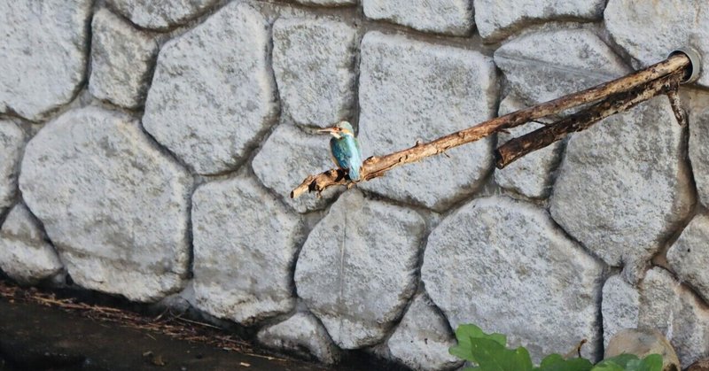 カワセミ観察ポイントの静けさ