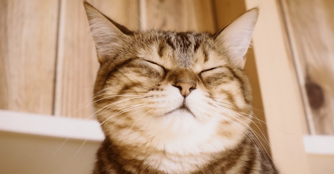 コツコツ続けた猫のおみくじ「126枚」。AIとチームを組んで人生