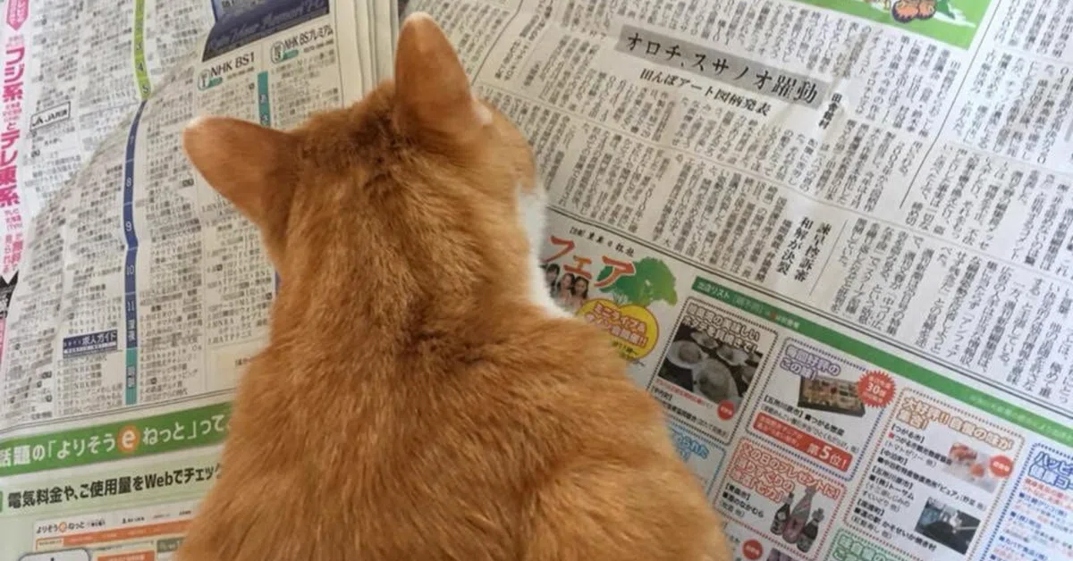 “Dog Person? Cat Person? I Actually Thought I Was Type AB. — The ...