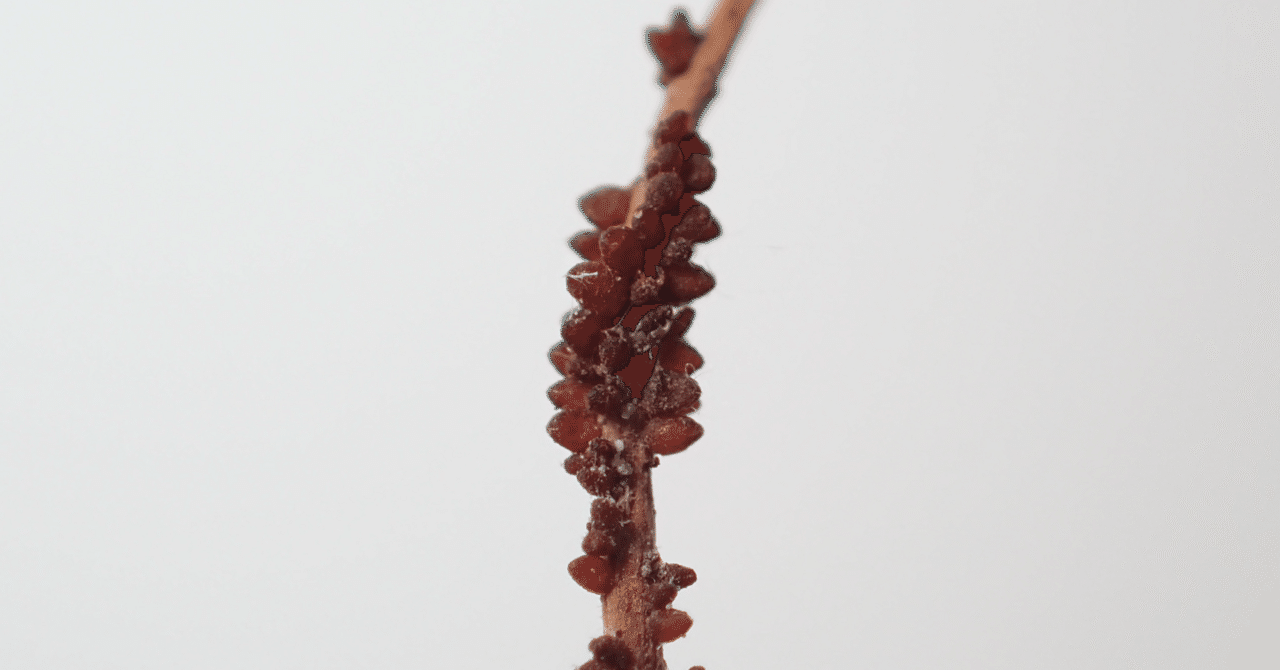 5/11 冬虫夏草・その他自然観察｜くもさん