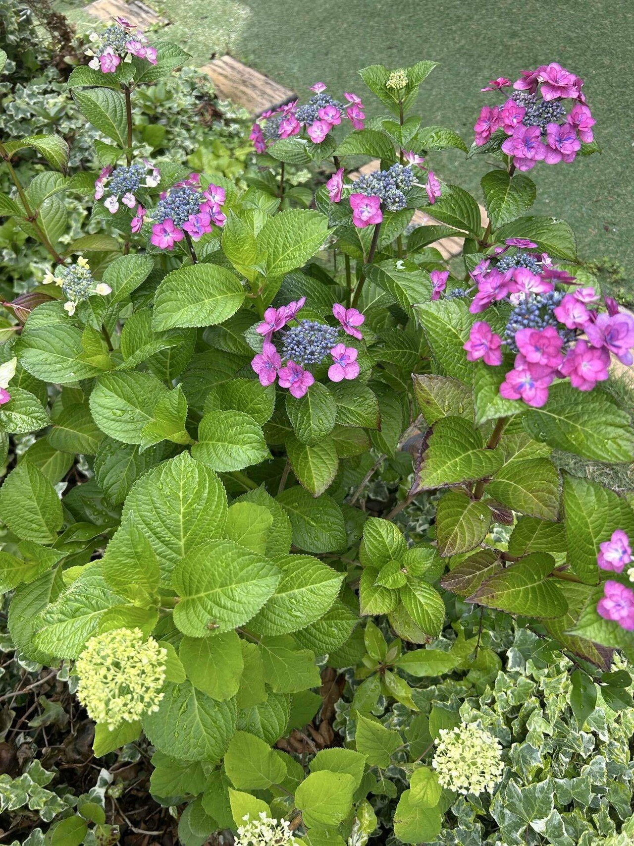 庭の紫陽花が咲き始めました｜LATTE_WATE