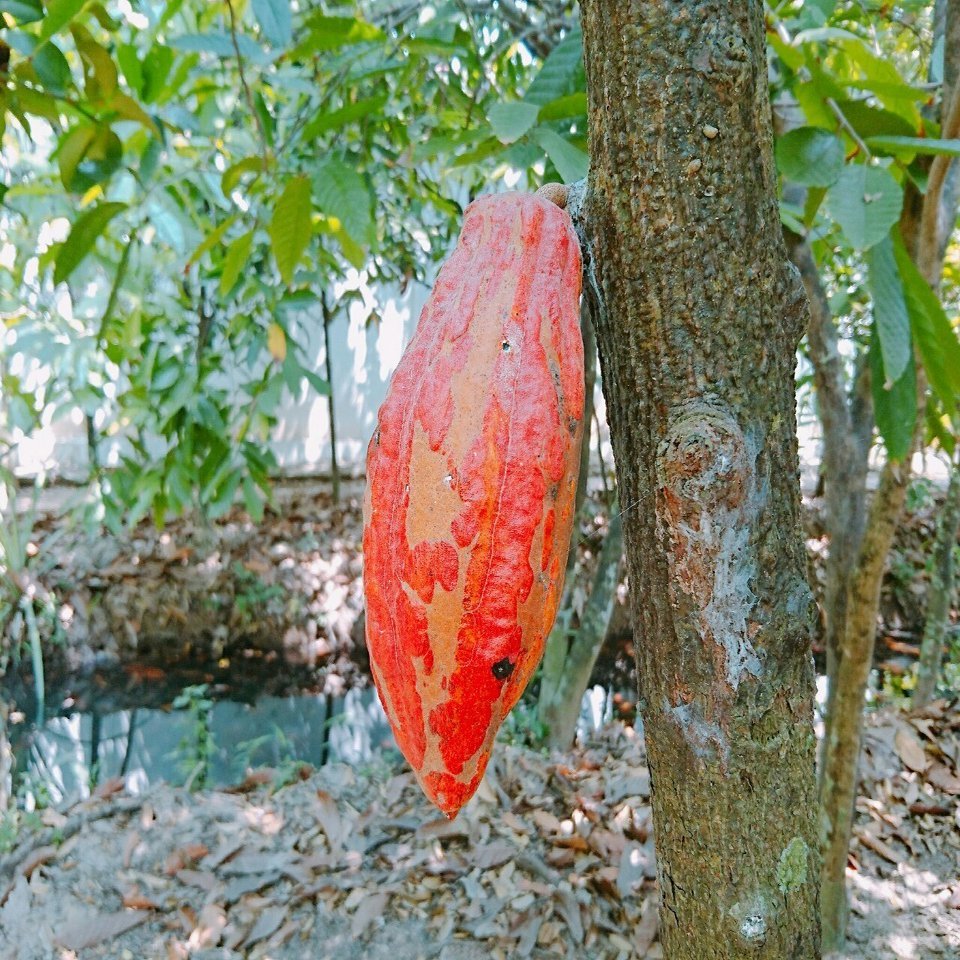 ベトナム初の家族経営オーガニックカカオ農園 メコンデルタにあるmuoi Cuong Ca Cao Farmへ Mami Cantho Note