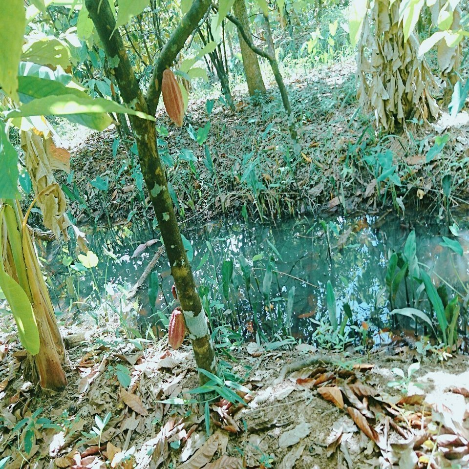 ベトナム初の家族経営オーガニックカカオ農園 メコンデルタにあるmuoi Cuong Ca Cao Farmへ Mami Cantho Note
