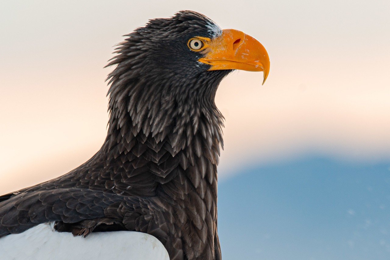 知床 羅臼での鷲の撮影に行ってきました 北海道 野生動物 撮影旅行 No 1 Go Motion Kitamura Yutaka Note