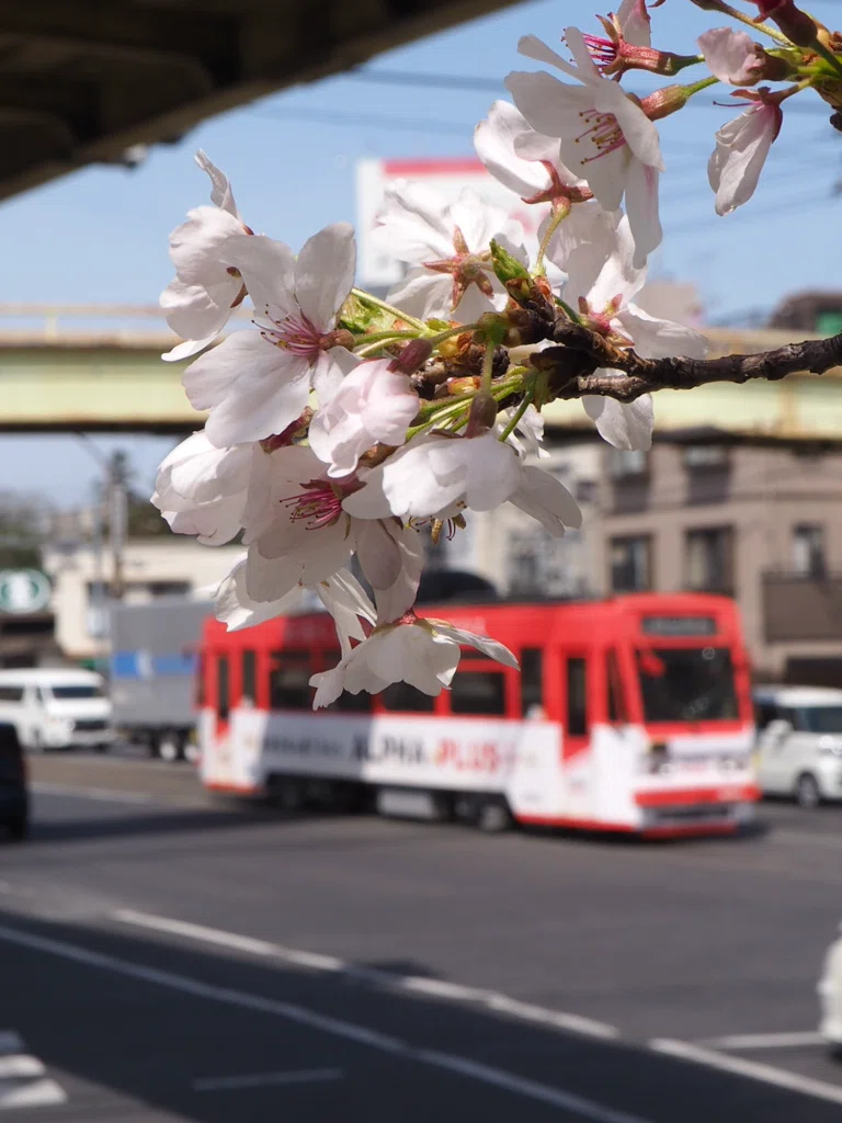 📷昼練 路面電車｜村上伸（Murakami_SHIN）