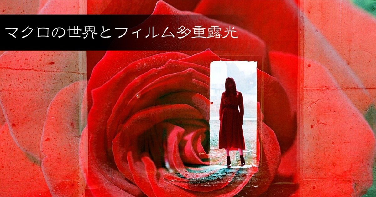 マクロの世界とフィルム多重露光｜山本穂高