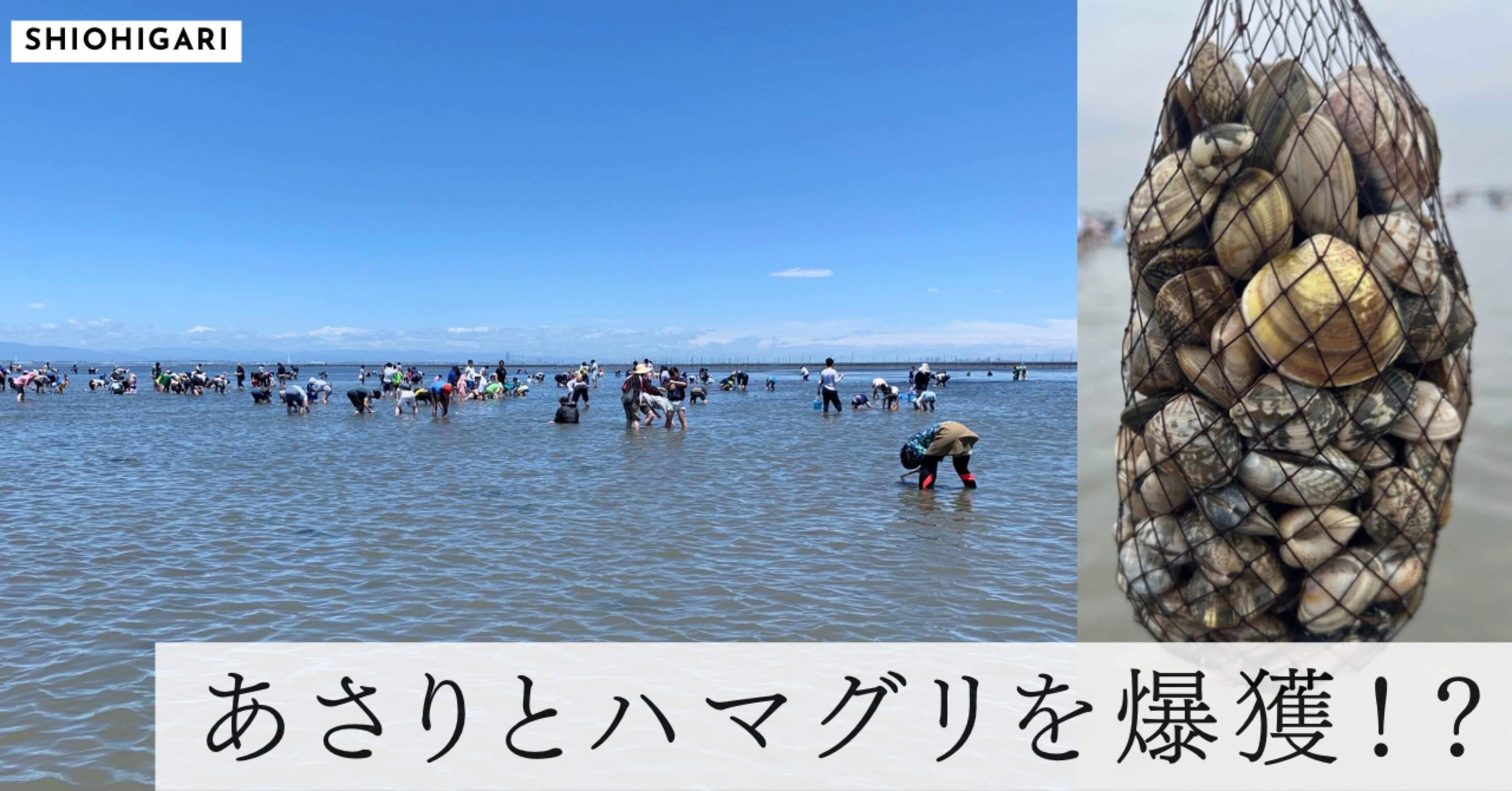 身体が悲鳴をあげた！海であさりやハマグリを採ってみた！潮干狩り 一 