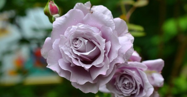 薔薇の季節｜yukiko