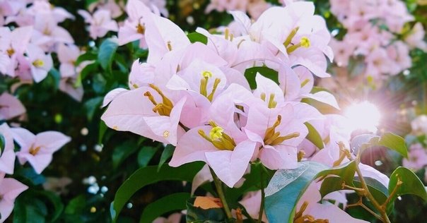 独立」の花・アザミ｜ichirin