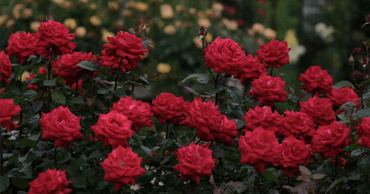 薔薇のために｜ぽぽ
