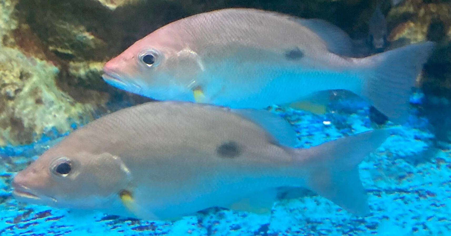 クロホシフエダイ《展示動物解説》｜桂浜水族館 公式