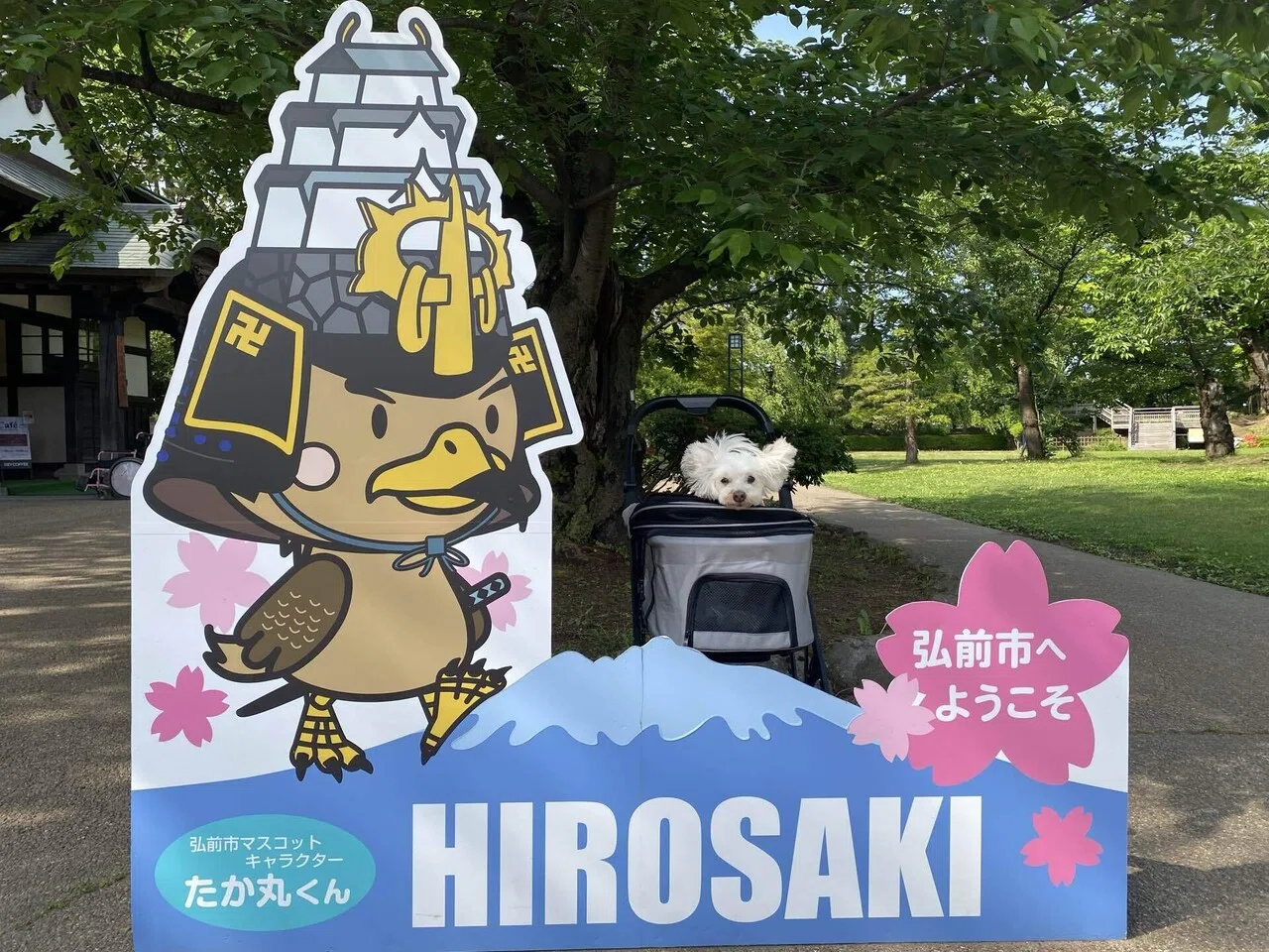 A 2-Hour Stay! A Whistle-Stop Trip to Hirosaki, Aomori with My Dog